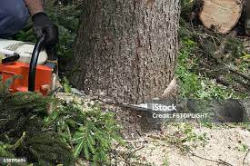 Best Tree Preservation Services  in East Alton, IL