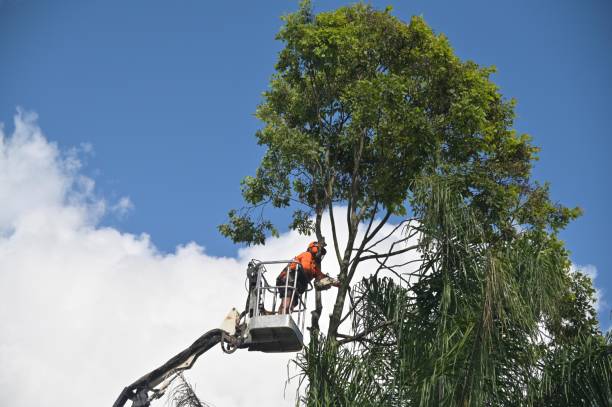 Professional Tree Care in East Alton, IL