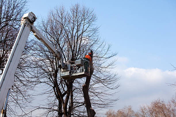 Best Utility Line Clearance  in East Alton, IL