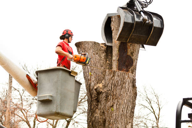 How Our Tree Care Process Works  in  East Alton, IL